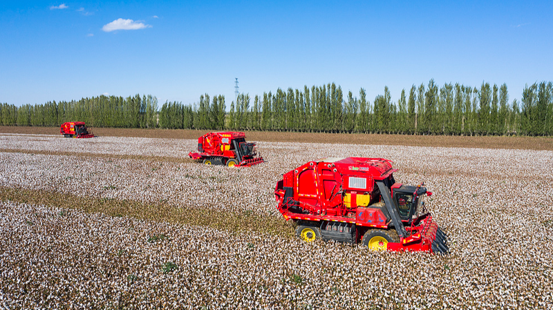 Xinjiang’s Cotton Reign: 32 Years at 92% Output 🌾