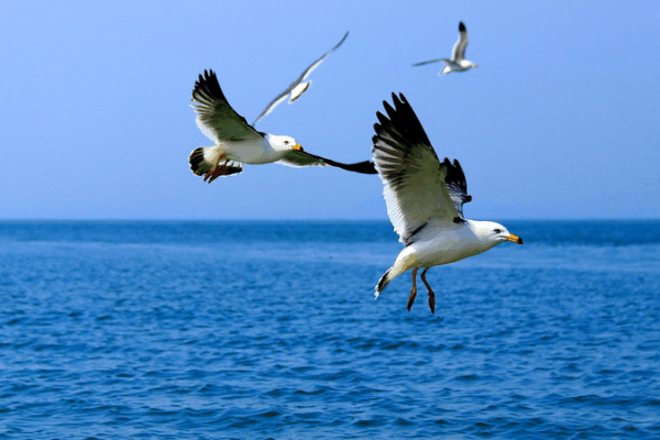 Tech Tools Safeguard Bird Migration on Gaoshan Island Tech_Tools_Safeguard_Bird_Migration_on_Gaoshan_Island