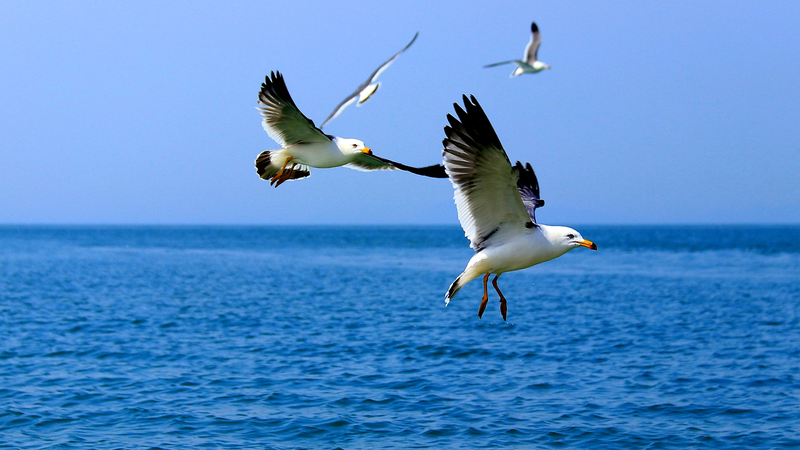 Tech_Tools_Safeguard_Bird_Migration_on_Gaoshan_Island - Namaste Headlines Tech_Tools_Safeguard_Bird_Migration_on_Gaoshan_Island