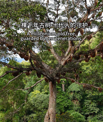 The Bee God Tree of Yunnan: 1,000 Years of Climate Wisdom The_Bee_God_Tree_of_Yunnan__1_000_Years_of_Climate_Wisdom video poster