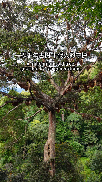 The_Bee_God_Tree_of_Yunnan__1_000_Years_of_Climate_Wisdom video poster