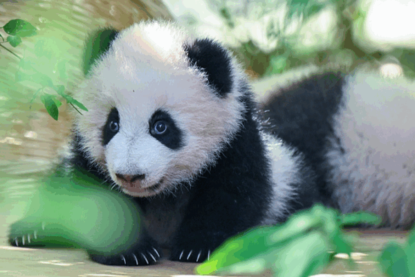 Twin Panda Cubs Make Adorable Debut at Chengdu Base Twin_Panda_Cubs_Make_Adorable_Debut_at_Chengdu_Base