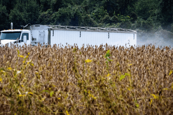 US Farmers Sound Alarm as Chinese Mainland Tariffs Slash Soybean & Beef Exports US_Farmers_Sound_Alarm_as_Chinese_Mainland_Tariffs_Slash_Soybean___Beef_Exports