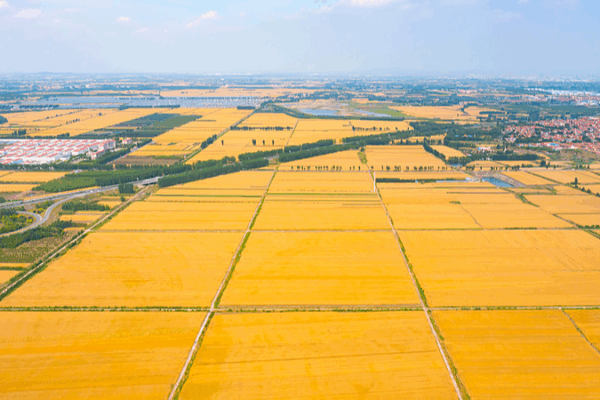 Live: 8th Chinese Farmers’ Harvest Festival Brings Abundance Live: 8th Chinese Farmers’ Harvest Festival Brings Abundance video poster