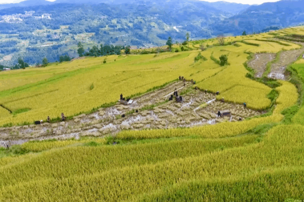 4 Ancient Chinese Irrigation Sites Join World Heritage List 🌾💧 4 Ancient Chinese Irrigation Sites Join World Heritage List 🌾💧 video poster