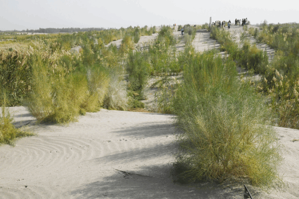 How Xinjiang’s 3,046 km Green Belt Is Winning the War on Desertification How Xinjiang’s 3,046 km Green Belt Is Winning the War on Desertification