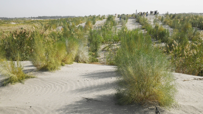 How Xinjiang’s 3,046 km Green Belt Is Winning the War on Desertification