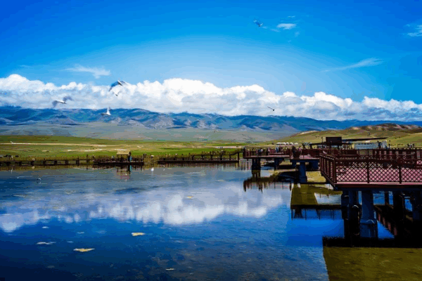 Bayanbulak Swan Lake: Nature’s Swan Haven in the Grasslands Bayanbulak Swan Lake: Nature’s Swan Haven in the Grasslands video poster