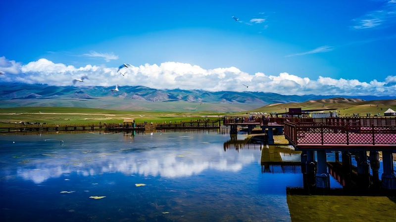 VE7JNGFSRNKEZ9SLX8TF - Namaste Headlines Bayanbulak Swan Lake: Nature’s Swan Haven in the Grasslands video poster