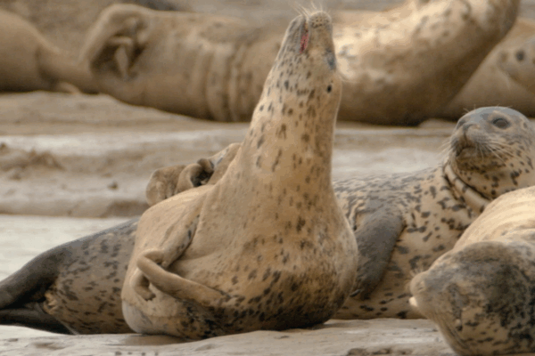 Guardians of the Blue Planet: Liaodong Bay’s Spotted Seals 🐾 Guardians of the Blue Planet: Liaodong Bay’s Spotted Seals 🐾 video poster