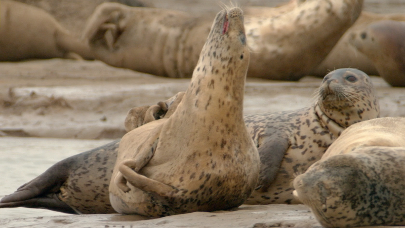 Guardians of the Blue Planet: Liaodong Bay’s Spotted Seals 🐾 video poster