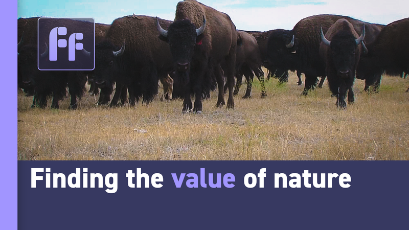 Whales_as_Climate_Heroes__Carbon_Catching_Giants_poster - Namaste Headlines Whales_as_Climate_Heroes__Carbon_Catching_Giants video poster