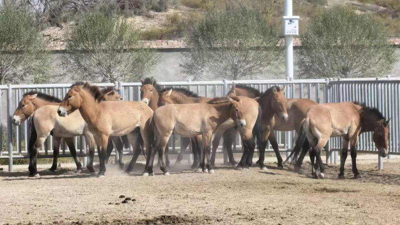 Wild_Przewalski_s_Horses_Journey_1_000km_to_Dunhuang_Reserve - Namaste Headlines Wild_Przewalski_s_Horses_Journey_1_000km_to_Dunhuang_Reserve