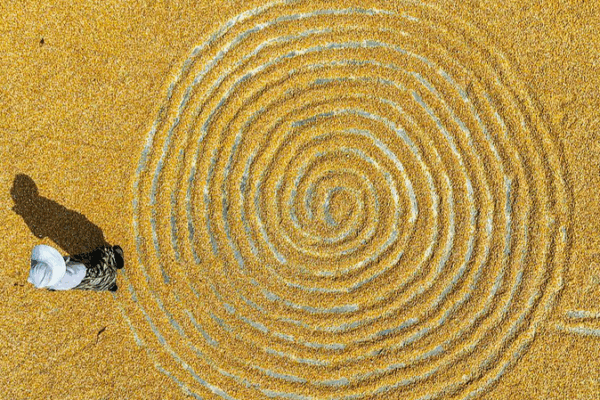 Golden Corn Harvest Sweeps China’s Fields Golden Corn Harvest Sweeps China’s Fields