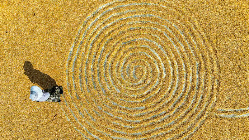 XWS9N37TC5601H6DMZWQ - Namaste Headlines Golden Corn Harvest Sweeps China’s Fields