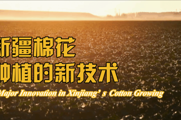 Xinjiang Cotton Upgrade: Dry Sowing & Wet Emergence Boost Yields Xinjiang_Cotton_Upgrade__Dry_Sowing___Wet_Emergence_Boost_Yields video poster