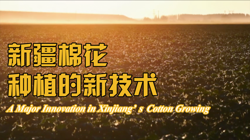 Xinjiang_Cotton_Upgrade__Dry_Sowing___Wet_Emergence_Boost_Yields_poster - Namaste Headlines Xinjiang_Cotton_Upgrade__Dry_Sowing___Wet_Emergence_Boost_Yields video poster