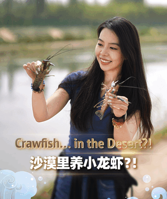 Xinjiang Desert Crawfish Dive into Mid-Autumn Celebrations Xinjiang_Desert_Crawfish_Dive_into_Mid_Autumn_Celebrations video poster