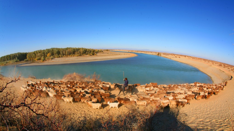 Xinjiang Herdsmen Migrate 200,000 Livestock to Winter Pastures Xinjiang_Herdsmen_Migrate_200_000_Livestock_to_Winter_Pastures