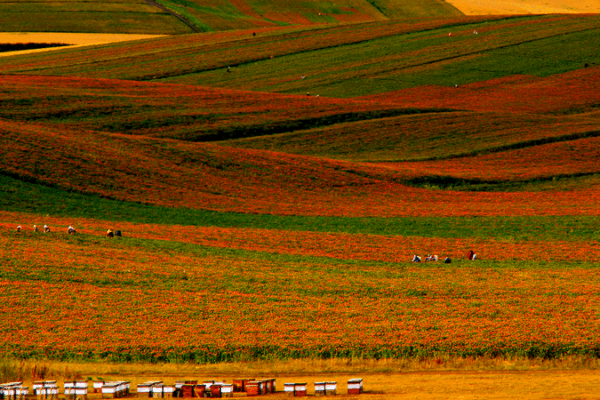 Xinjiang_Safflower_Blooms__Fueling_a_Colorful_Rural_Revival