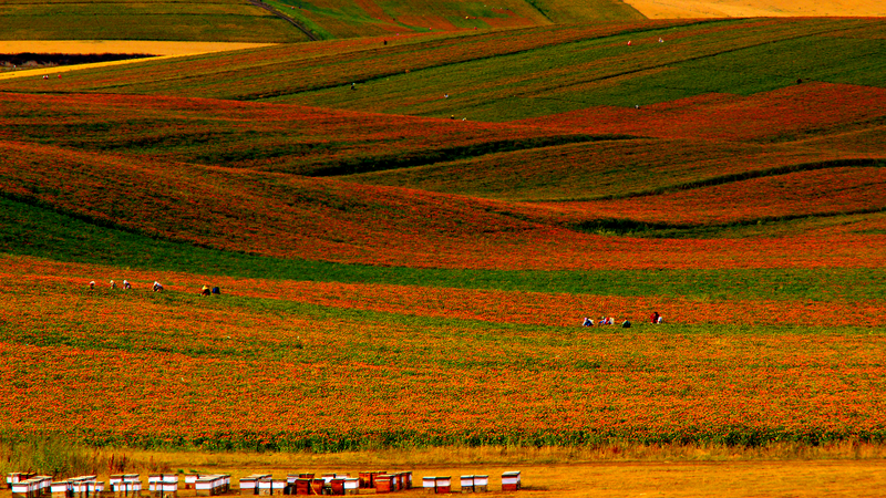Xinjiang_Safflower_Blooms__Fueling_a_Colorful_Rural_Revival