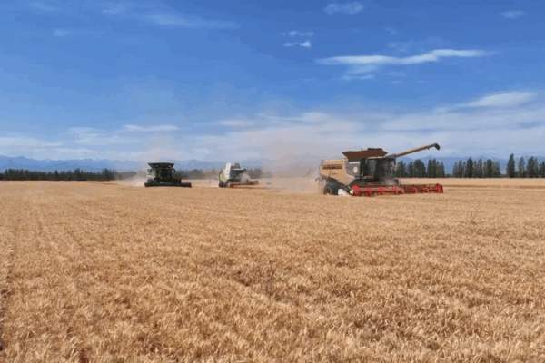 Xinjiang Village Turns Wheat Fields into Profit with Tech Twist Xinjiang_Village_Turns_Wheat_Fields_into_Profit_with_Tech_Twist video poster