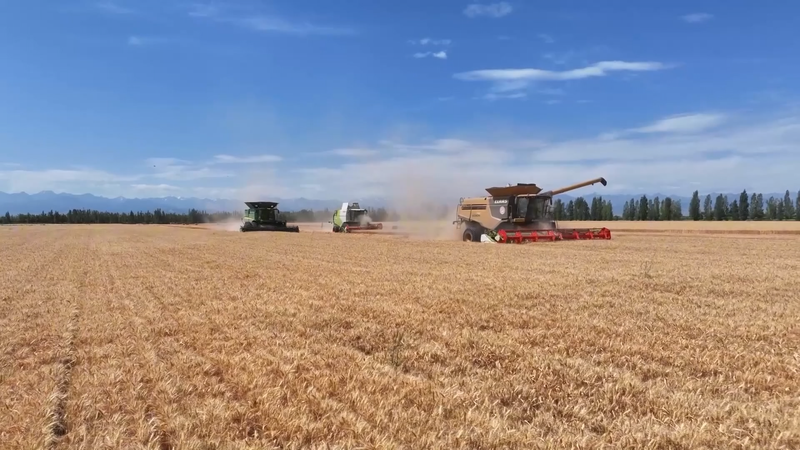 Xinjiang_Village_Turns_Wheat_Fields_into_Profit_with_Tech_Twist video poster