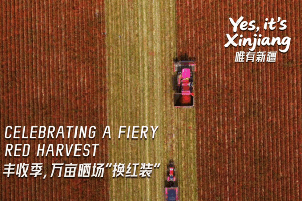 Xinjiang’s Fiery Red Harvest Is Here: Chili Peppers & Cotton Bliss Xinjiang_s_Fiery_Red_Harvest_Is_Here__Chili_Peppers___Cotton_Bliss video poster
