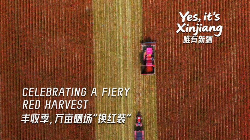 Xinjiang_s_Fiery_Red_Harvest_Is_Here__Chili_Peppers___Cotton_Bliss_poster - Namaste Headlines Xinjiang_s_Fiery_Red_Harvest_Is_Here__Chili_Peppers___Cotton_Bliss video poster