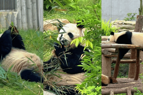 Chengdu’s Giant Pandas: Your Must-See Adventure 🐼 Chengdu’s Giant Pandas: Your Must-See Adventure 🐼 video poster