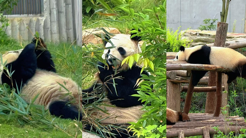 YPPSA8PQNOTFYCP0HIEP - Namaste Headlines Chengdu’s Giant Pandas: Your Must-See Adventure 🐼 video poster