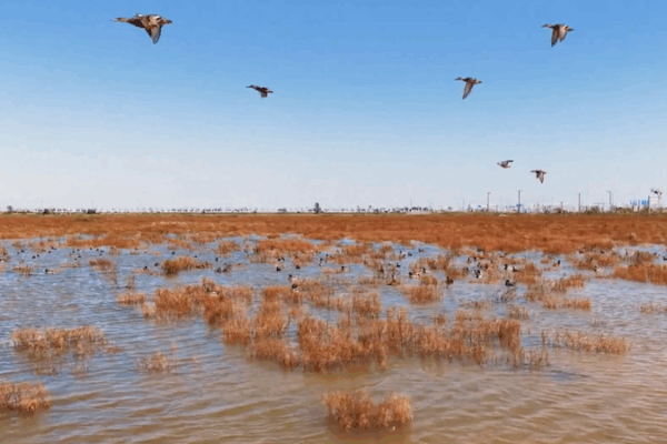 Autumn’s Crimson Wave at Jiangsu’s Linhong Estuary Autumn's Crimson Wave at Jiangsu’s Linhong Estuary video poster