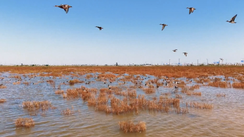 Autumn's Crimson Wave at Jiangsu’s Linhong Estuary video poster