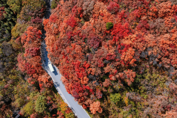 Autumn Glory at Jinan’s Red Leaves Canyon 🍂 Autumn Glory at Jinan's Red Leaves Canyon 🍂