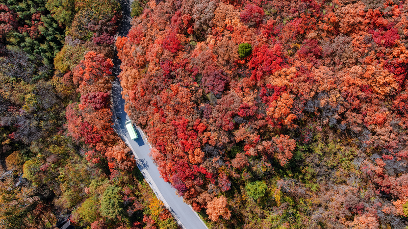 1FR22904CQMJEZSKA6LT - Namaste Headlines Autumn Glory at Jinan's Red Leaves Canyon 🍂