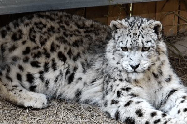 Snow Leopard Day Roars to Life at Xining Wildlife Park 🐆❄️ Snow Leopard Day Roars to Life at Xining Wildlife Park 🐆❄️ video poster