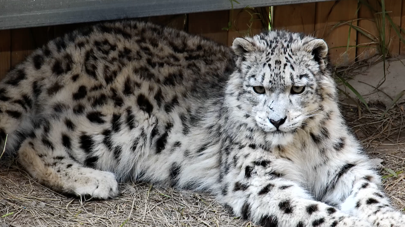 22VAG7ALUJTE9G2J9UH3 - Namaste Headlines Snow Leopard Day Roars to Life at Xining Wildlife Park 🐆❄️ video poster