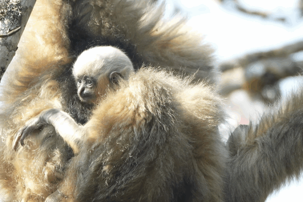 New Gibbon Babies Brighten Yunnan’s Ailao Mountains 🌿🐒 New Gibbon Babies Brighten Yunnan’s Ailao Mountains 🌿🐒 video poster