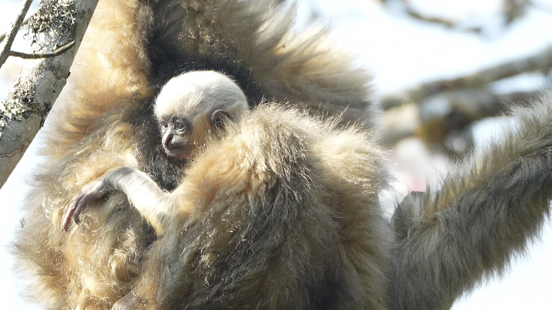 2EZ5LRCSQUN09V49MEQT - Namaste Headlines New Gibbon Babies Brighten Yunnan’s Ailao Mountains 🌿🐒 video poster