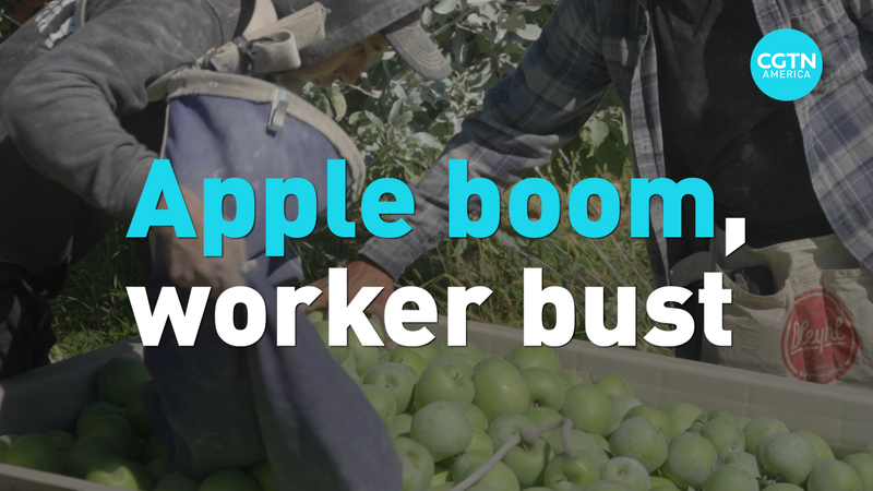 Washington’s Apple Boom Faces Labor Crunch 🍎 Washington’s Apple Boom Faces Labor Crunch 🍎 video poster