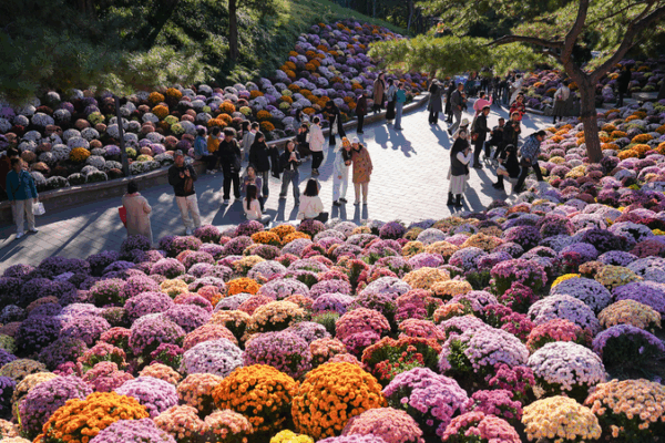 Chrysanthemum Magic: Ritan Park’s Bloom Spectacle in Beijing 🌸 Chrysanthemum Magic: Ritan Park’s Bloom Spectacle in Beijing 🌸