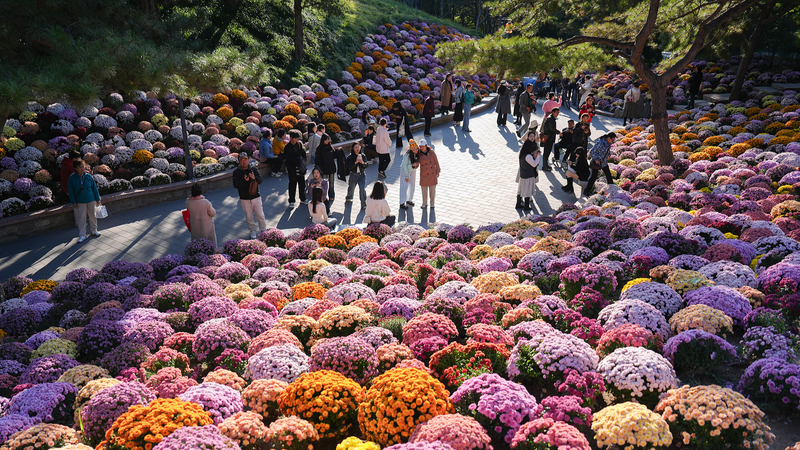 4L7KIA2B9Y6594PZPAM4 - Namaste Headlines Chrysanthemum Magic: Ritan Park’s Bloom Spectacle in Beijing 🌸