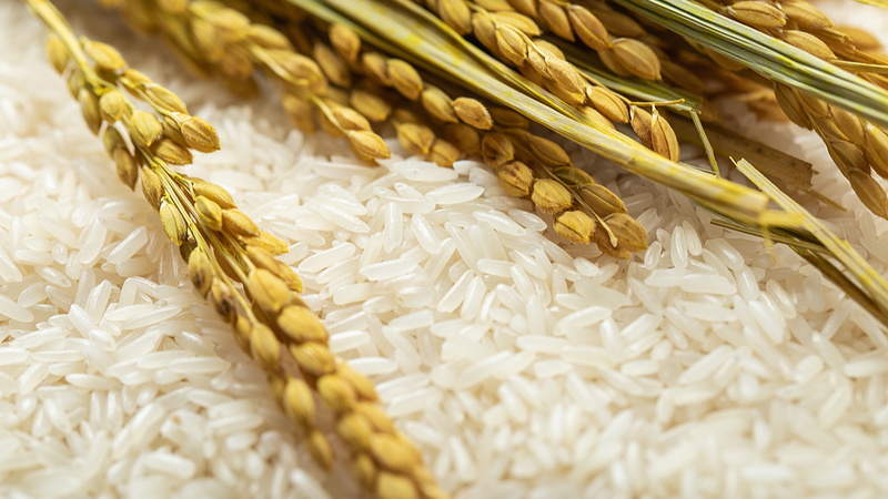 China-Aided Project Powers Chad’s Rice Boom 🚜🍚 China-Aided Project Powers Chad’s Rice Boom 🚜🍚