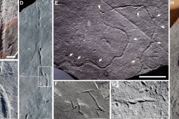 550M-Year-Old Fossil Tunnels Rewrite History of Seafloor Life 550M_Year_Old_Fossil_Tunnels_Rewrite_History_of_Seafloor_Life