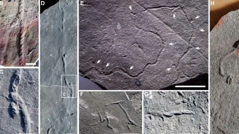 550M_Year_Old_Fossil_Tunnels_Rewrite_History_of_Seafloor_Life - Namaste Headlines 550M_Year_Old_Fossil_Tunnels_Rewrite_History_of_Seafloor_Life