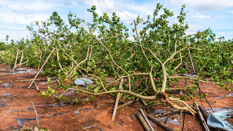 China’s Agile Climate Response: From Heat Waves to Early Snow 🌡️❄️