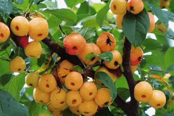 Glistening Crab Apples Paint Qingdao Wetlands Red 🌧️🍎 Glistening Crab Apples Paint Qingdao Wetlands Red 🌧️🍎