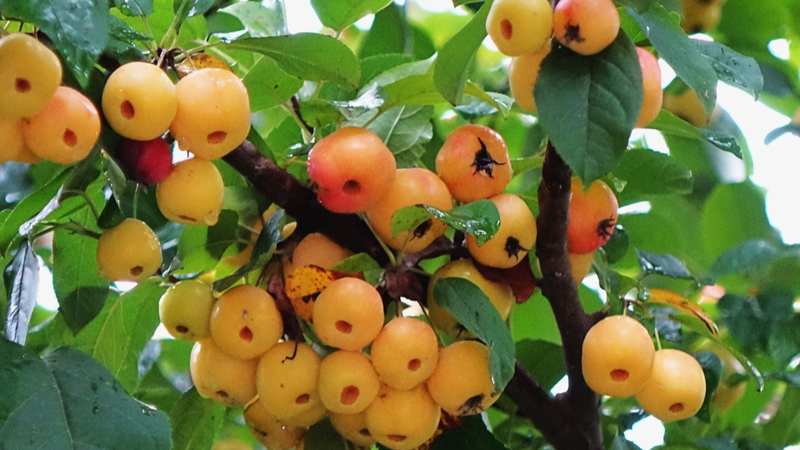 Glistening Crab Apples Paint Qingdao Wetlands Red 🌧️🍎