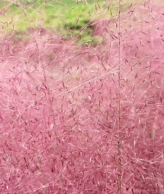 Pink Muhly Magic at Beijing’s Old Summer Palace Pink Muhly Magic at Beijing’s Old Summer Palace video poster