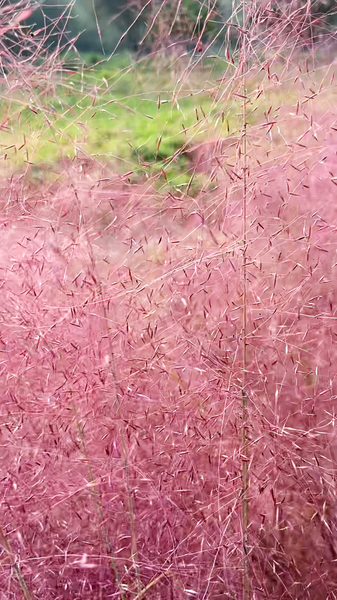 8AWXTUIBCH55CASTJRCJ - Namaste Headlines Pink Muhly Magic at Beijing’s Old Summer Palace video poster
